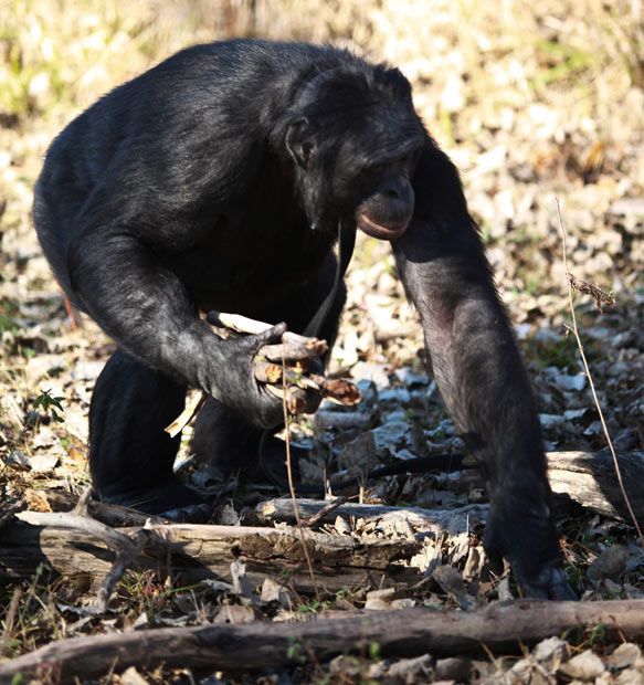 Шимпанзе Канзи любит пикники (11 фото)