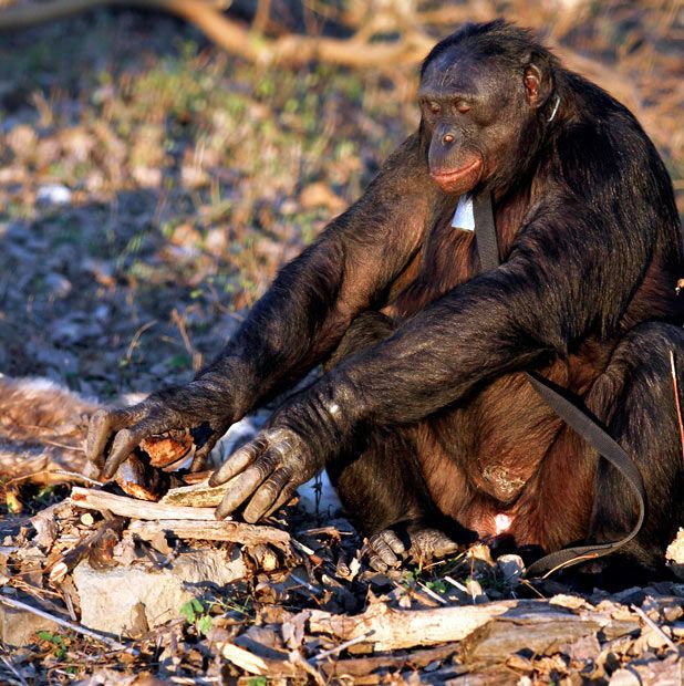 Шимпанзе Канзи любит пикники (11 фото)