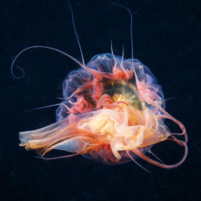 Удивительный подводный мир (45 фото)