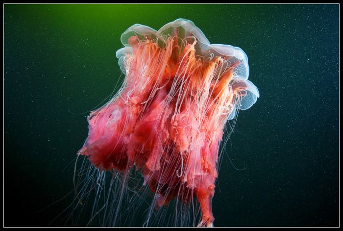 Удивительный подводный мир (45 фото)