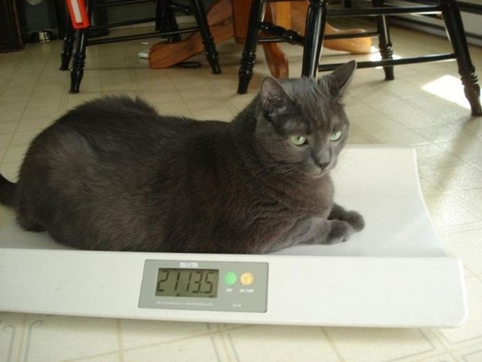3 кота килограмм. Котик на весах. Ожирение у кошек. Кот взвешивается. Кошка с избыточным весом.