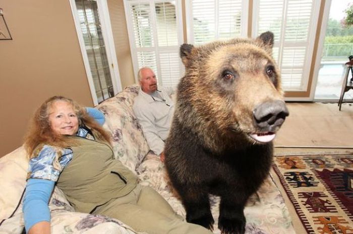 "Домашний" медведь гризли любит смотреть телевизор (19 фото)