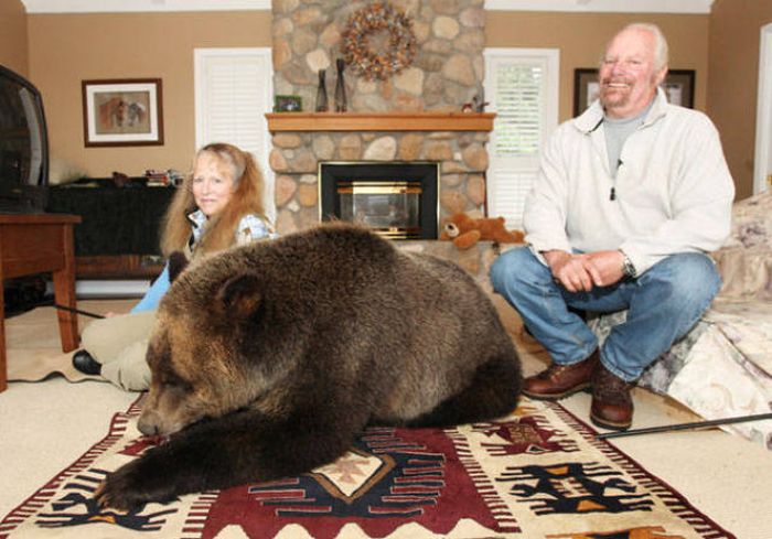 "Домашний" медведь гризли любит смотреть телевизор (19 фото)