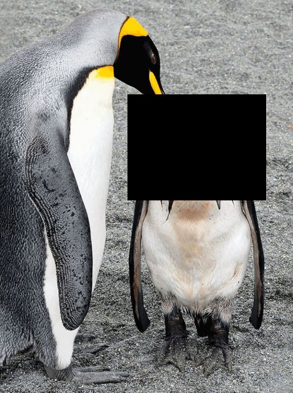 Нелегко живется пингвинам в период полового созревания (2 фото)