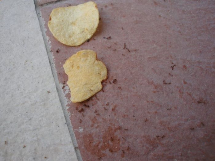 Муравьи переносят чипсы вверх по стене (22 фото)