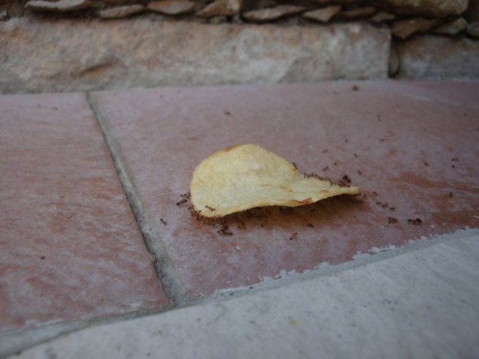 Муравьи переносят чипсы вверх по стене (22 фото)