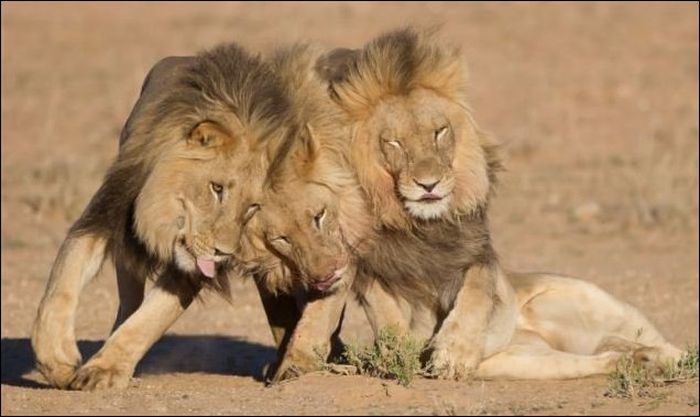 Три льва вышли из бара... (4 фото)