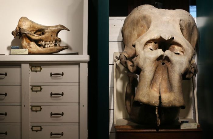 Музей зоологии и сравнительной анатомии Гранта в Лондоне (38 фото)