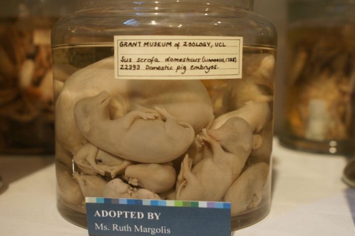 Музей зоологии и сравнительной анатомии Гранта в Лондоне (38 фото)