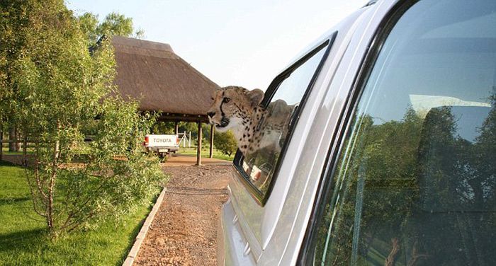 Pet cheetah. Джоли с гепардами.