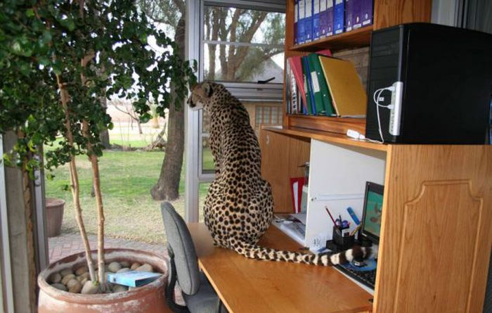 Домашний гепард (22 фото)