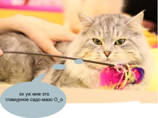 О чем думают коты на выставках (27 фото)