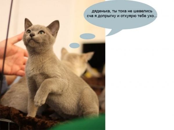 О чем думают коты на выставках (27 фото)