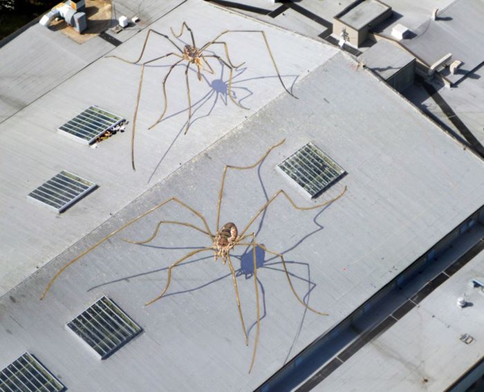 Огромный паук (4 фото)