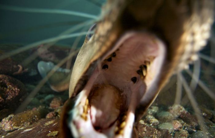 Морской лев играет со своим отражением в объективе (7 фото)
