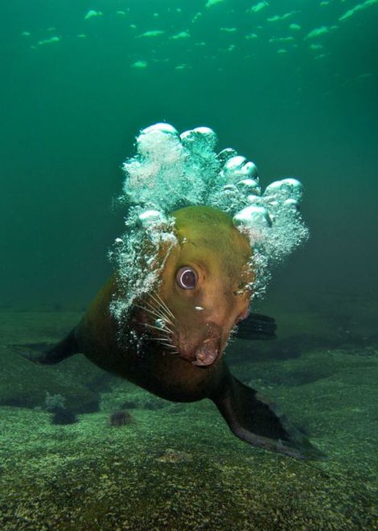 Морской лев играет со своим отражением в объективе (7 фото)