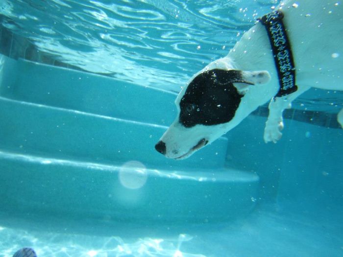 Пес, который любит подводное плавание (13 фото)