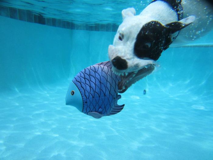 Пес, который любит подводное плавание (13 фото)