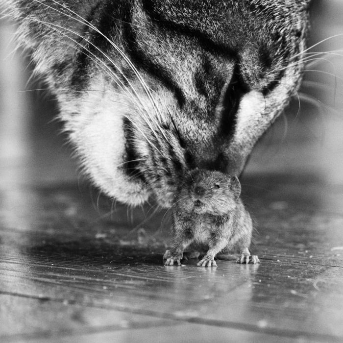 Триллер: "Кот и мышка" (6 фото)