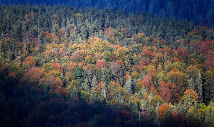 Осень во всей красе (40 фото)