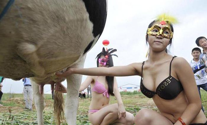 Странный китайский конкурс "Мисс дойная корова" (11 фото)