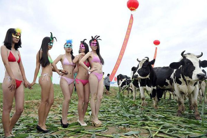 Странный китайский конкурс "Мисс дойная корова" (11 фото)