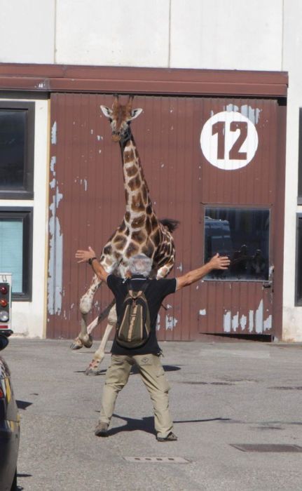 Побег жирафа в Италии (13 фото)