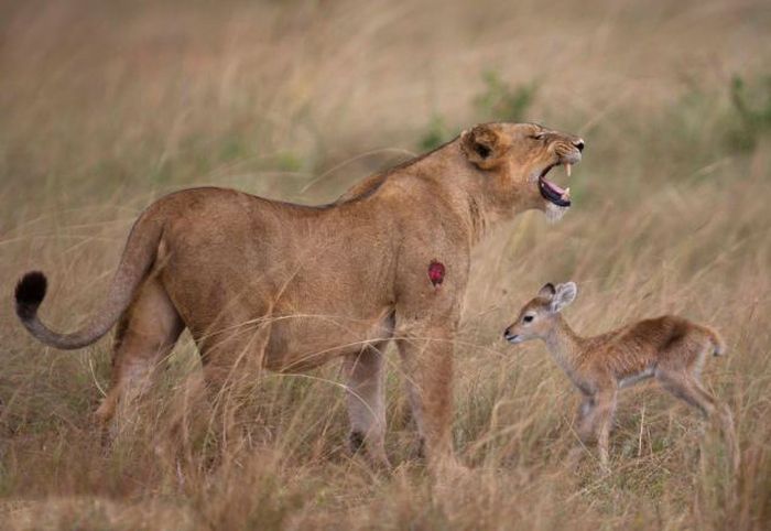 Львица приласкала детеныша антилопы (11 фото)