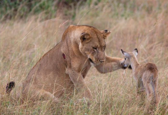 Львица приласкала детеныша антилопы (11 фото)