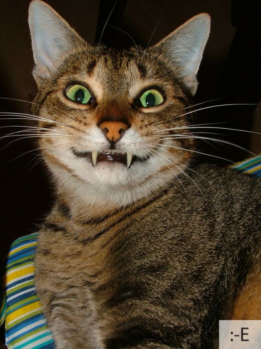 Забавные эмоции прикольных котов (23 фото)