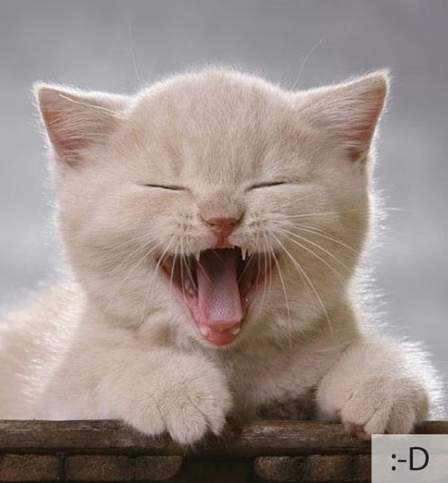 Забавные эмоции прикольных котов (23 фото)