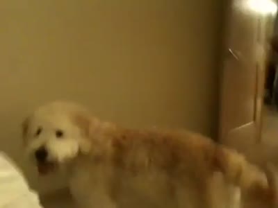Видео дня