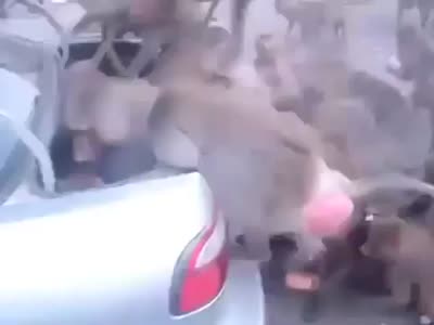 Видео дня