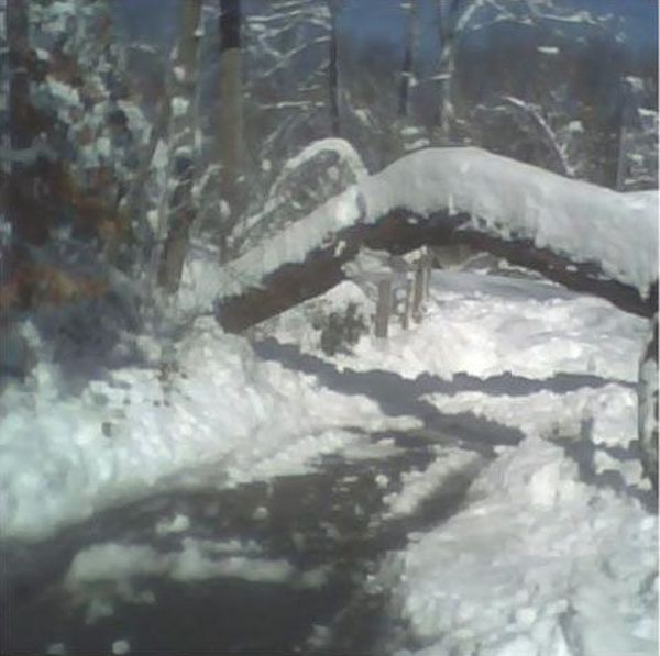 Сильный снегопад привел к падению дерева на автомобиль (4 фото)