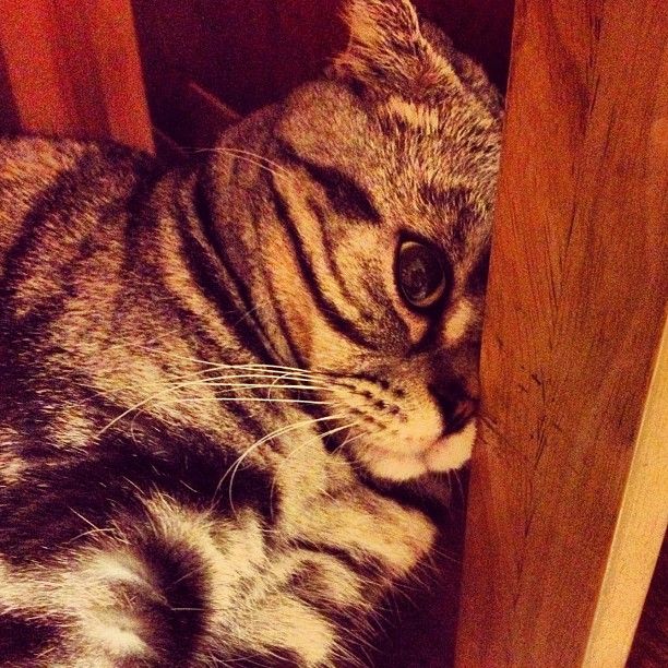 Кошка Шиши Мару - звезда редактора Instagram (56 фото)