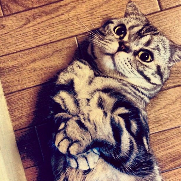 Кошка Шиши Мару - звезда редактора Instagram (56 фото)