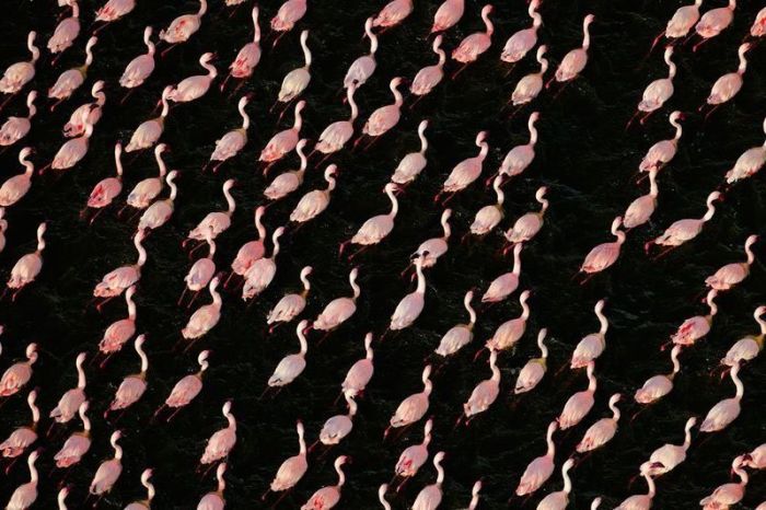 Необычное озеро, на котором собираются миллионы фламинго (26 фото)
