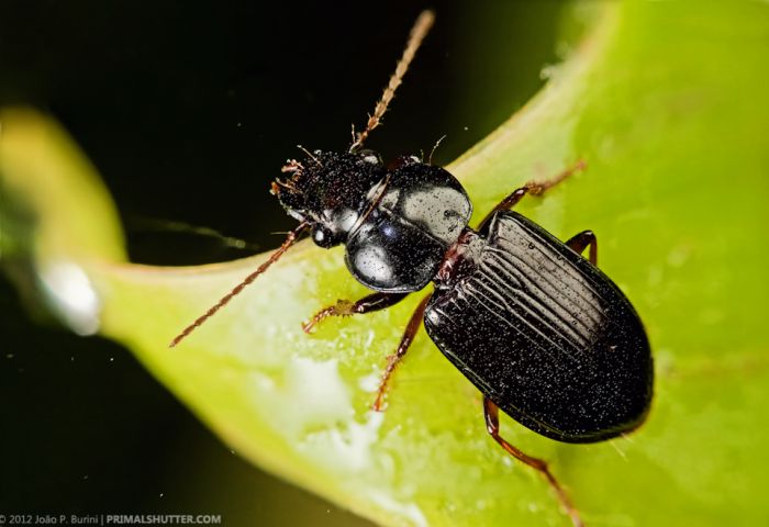 Удивительные макро синимки редких тропических насекомых (108 фото)