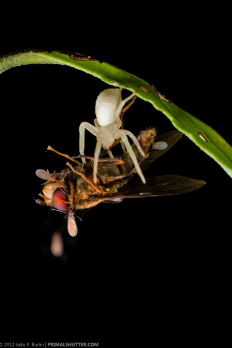Удивительные макро синимки редких тропических насекомых (108 фото)