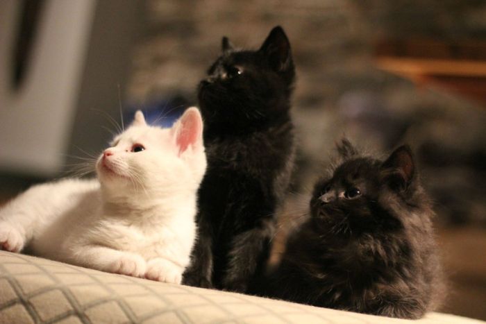 Настоящие "мартовские" коты (7 фото)
