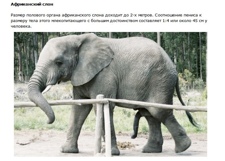 Половые гиганты в мире животных (7 фото)