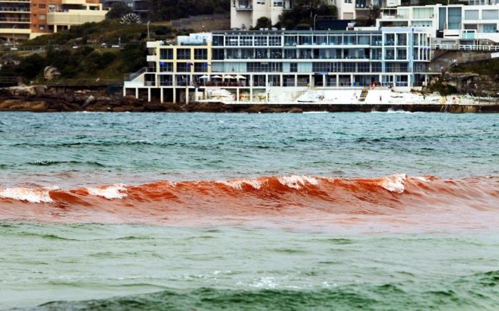 Кровавый океан у берегов Австралии (10 фото)