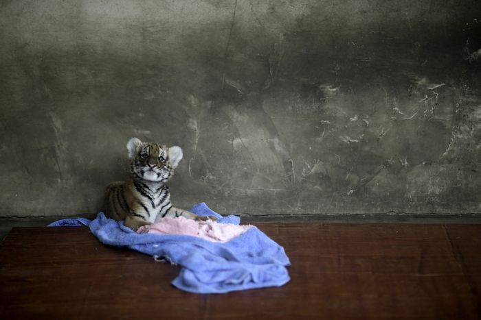 Лучшая коллекция снимков животных за 2012 года (50 фото)