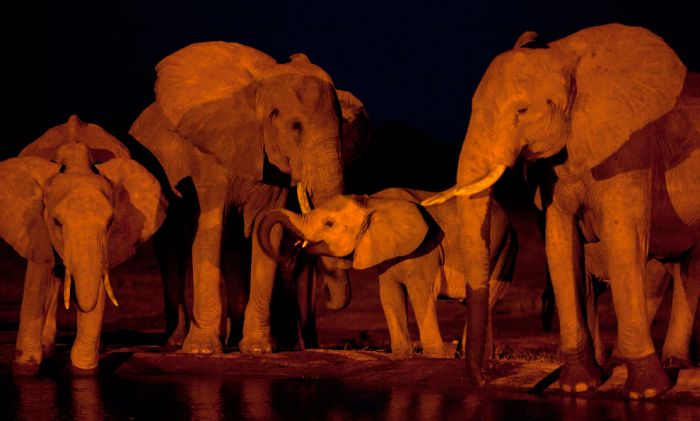 Лучшие снимки природы и удивительных животных за 2012 год (53 фото)
