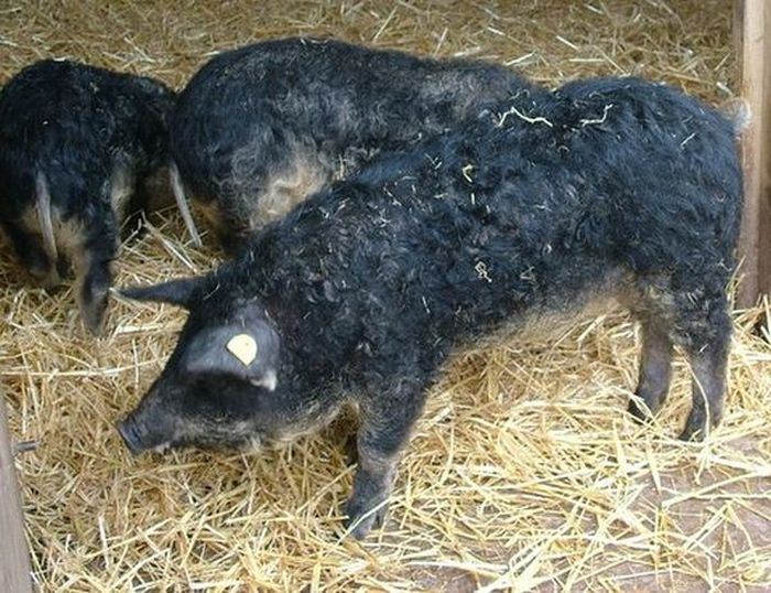 Теперь у свиней ценится не только мясо, но и мех (13 фото)