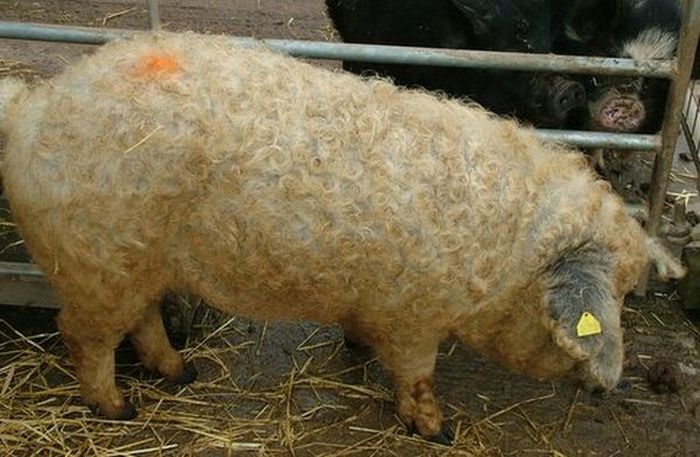 Теперь у свиней ценится не только мясо, но и мех (13 фото)