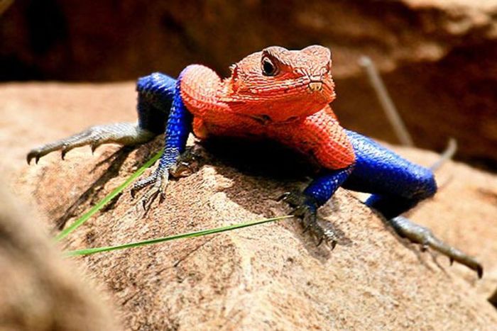 Ящерица, которая стала звездой в мире животных (10 фото)