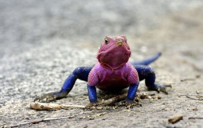 Ящерица, которая стала звездой в мире животных (10 фото)