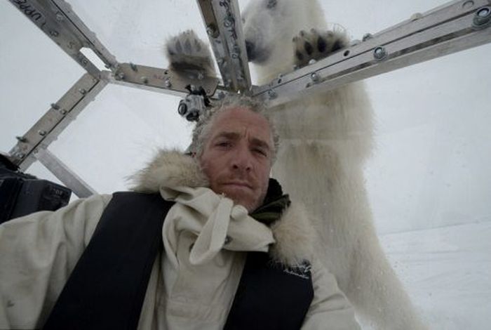 Голодный белый медведь хотел полакомиться оператором (15 фото + видео)