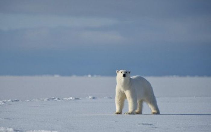 Голодный белый медведь хотел полакомиться оператором (15 фото + видео)